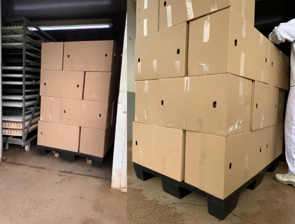 pallets_em_incubatorios_tecnotri