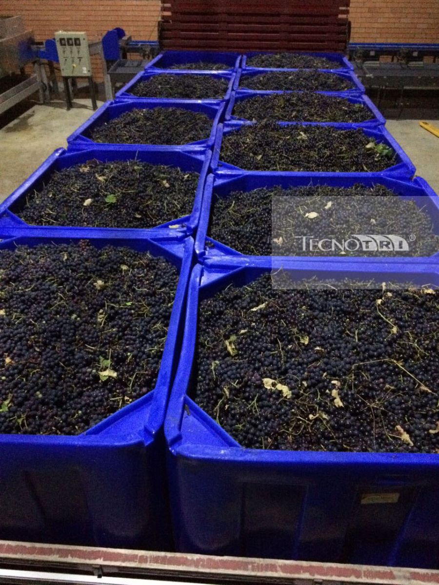 Contentores Colheita de Uvas - Tecnotri