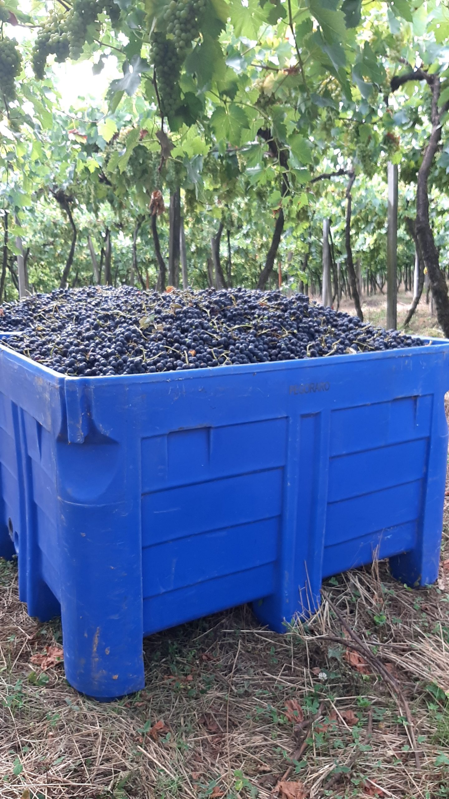 Contentor Bin para a Colheita da Uva