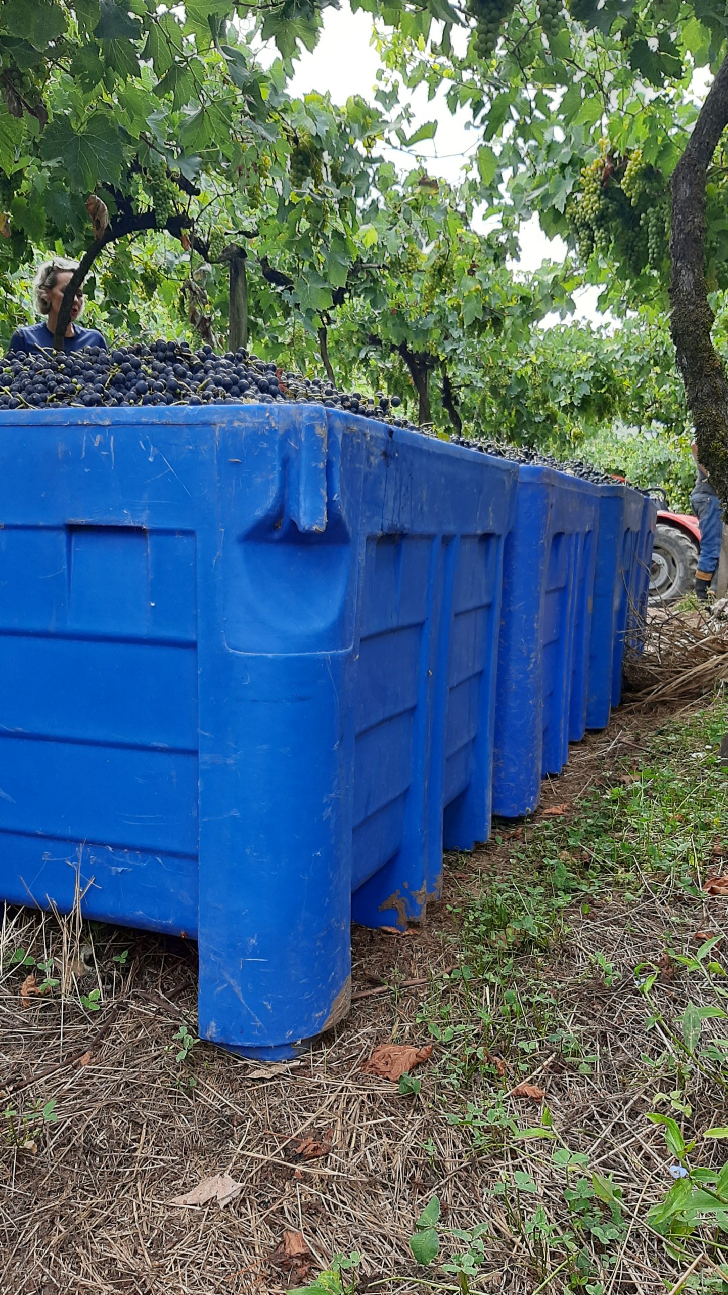 Contentor Bin para a Colheita da Uva