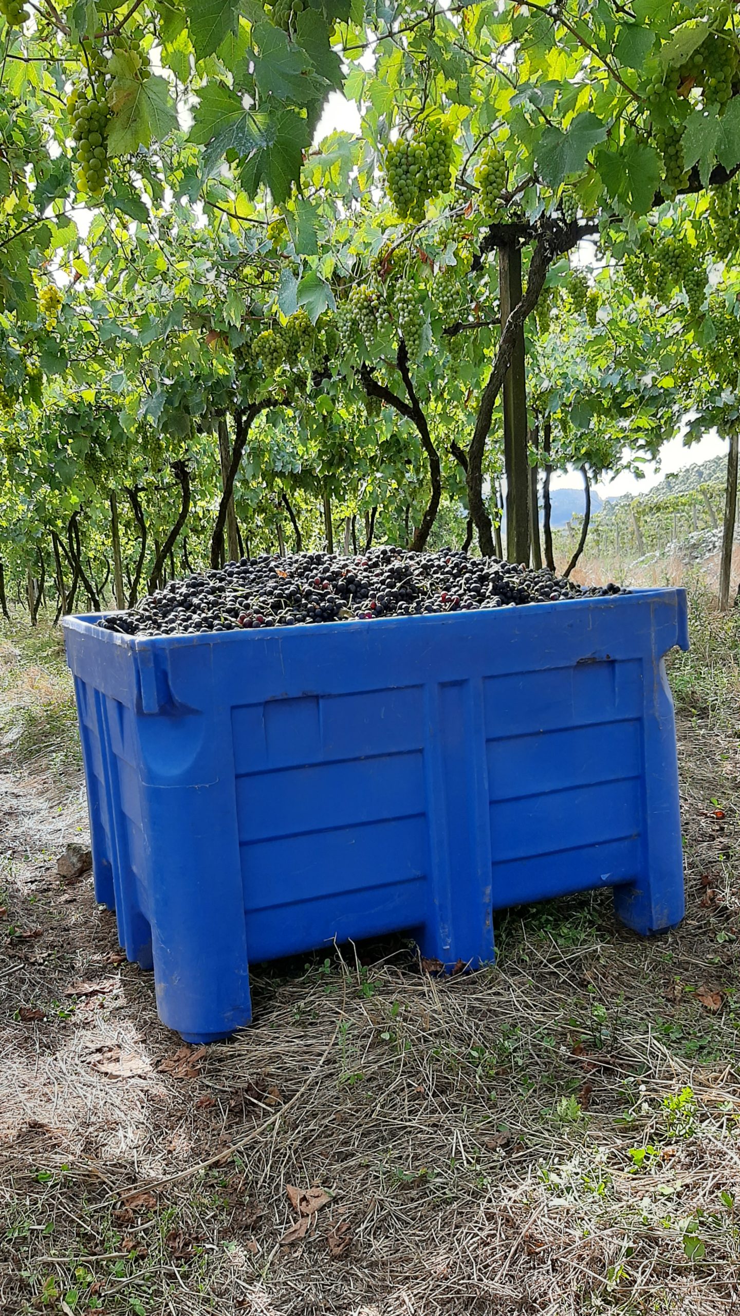 Contentor Bin para a Colheita da Uva