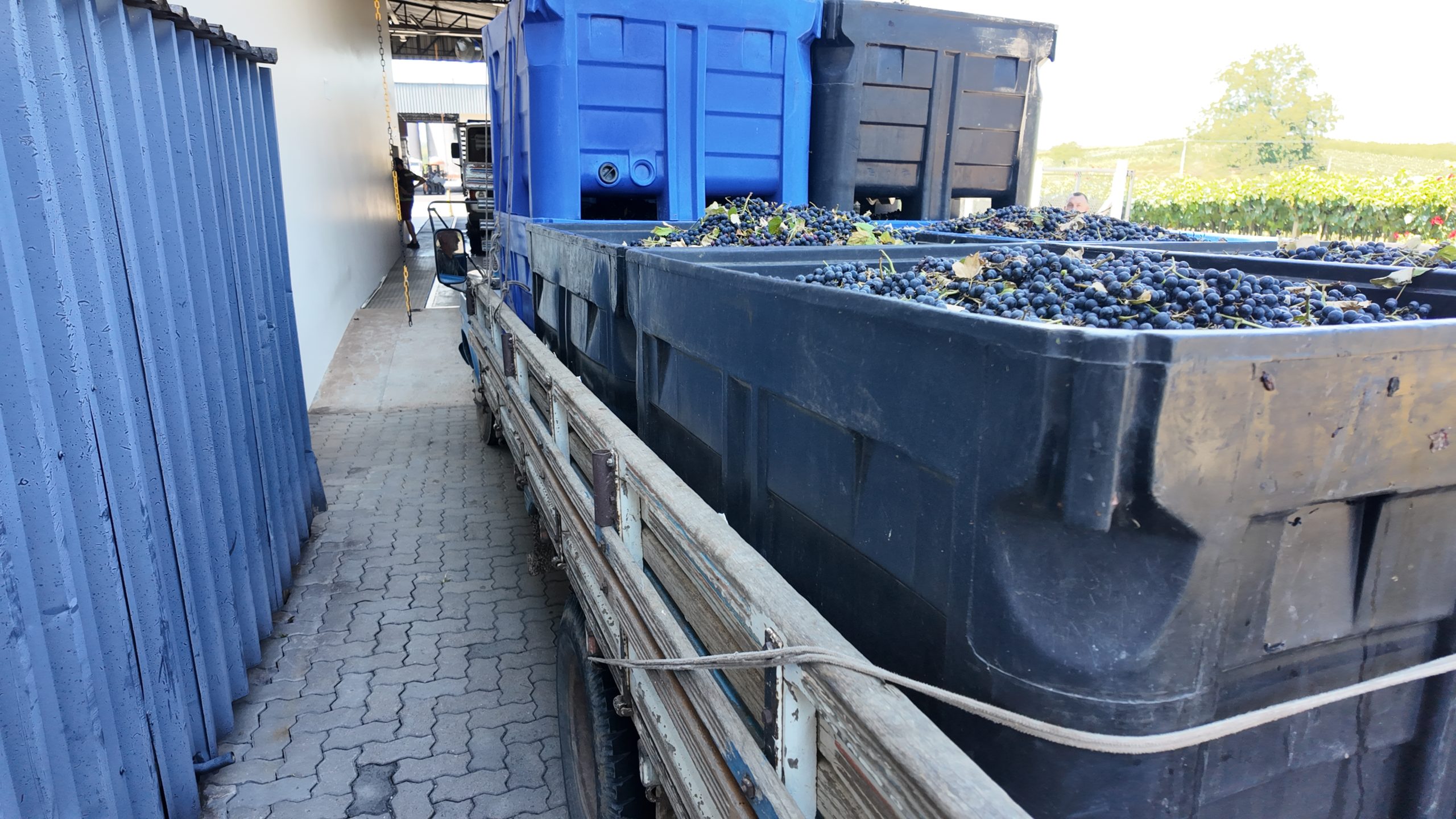 Soluções para Vitivinícola