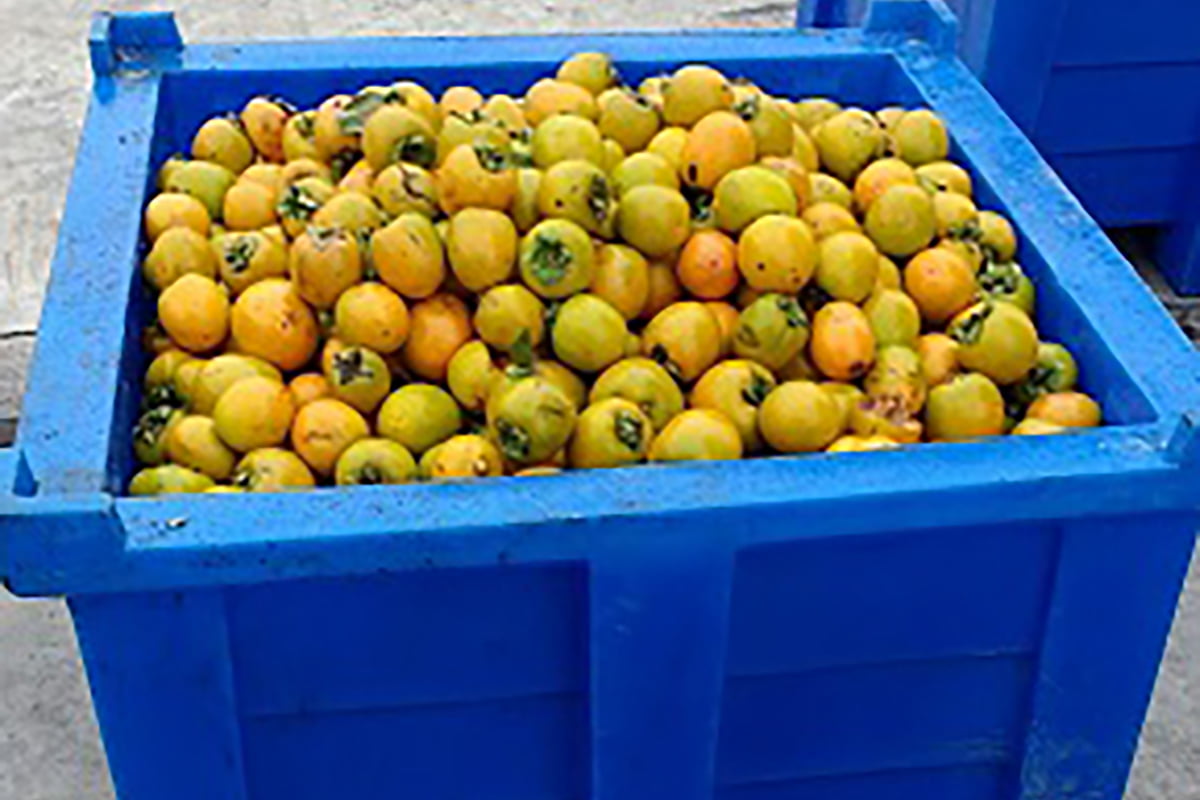 Contentores Plásticos na Colheita e Distribuição de Frutas na Serra Gaúcha
