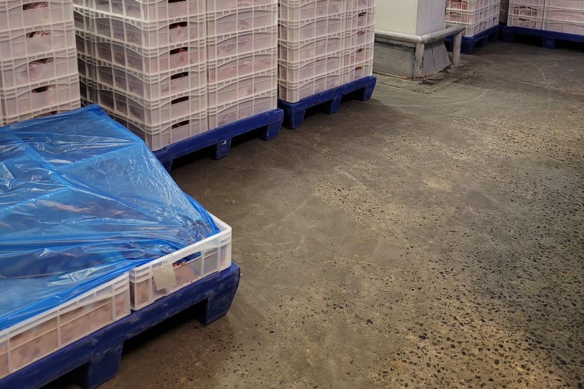 Pallet Rotomoldado ganha cada vez mais espaço nos frigoríficos