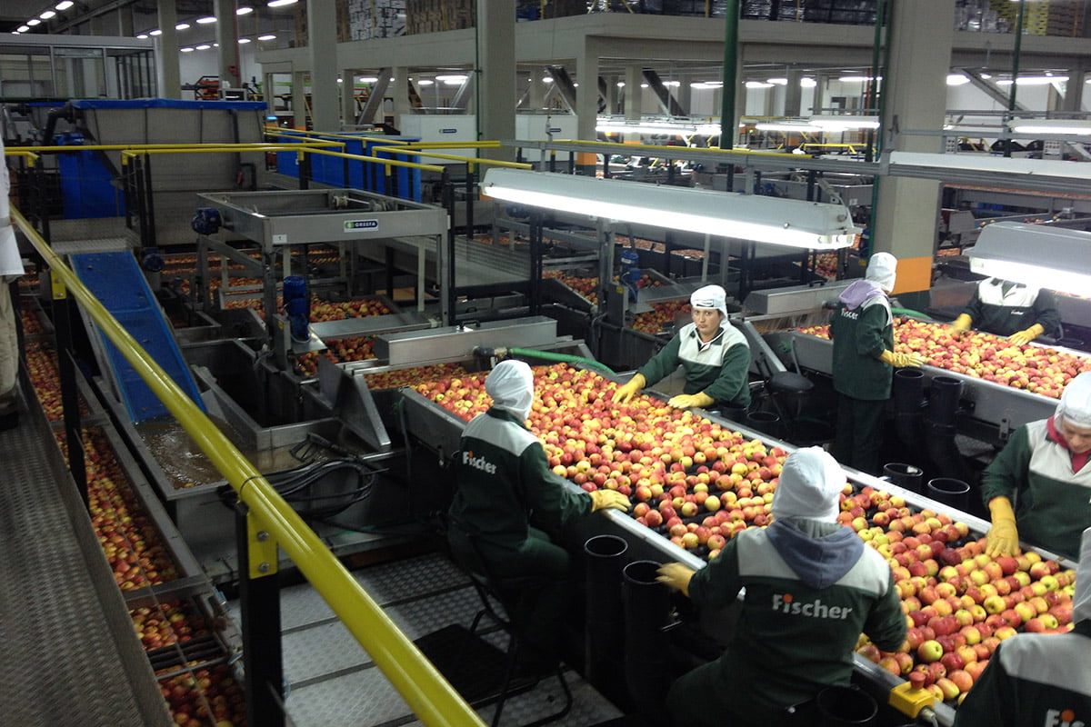 Produtores de Maçã Buscam Alternativas em Plástico para os Antigos Containers de Madeira.