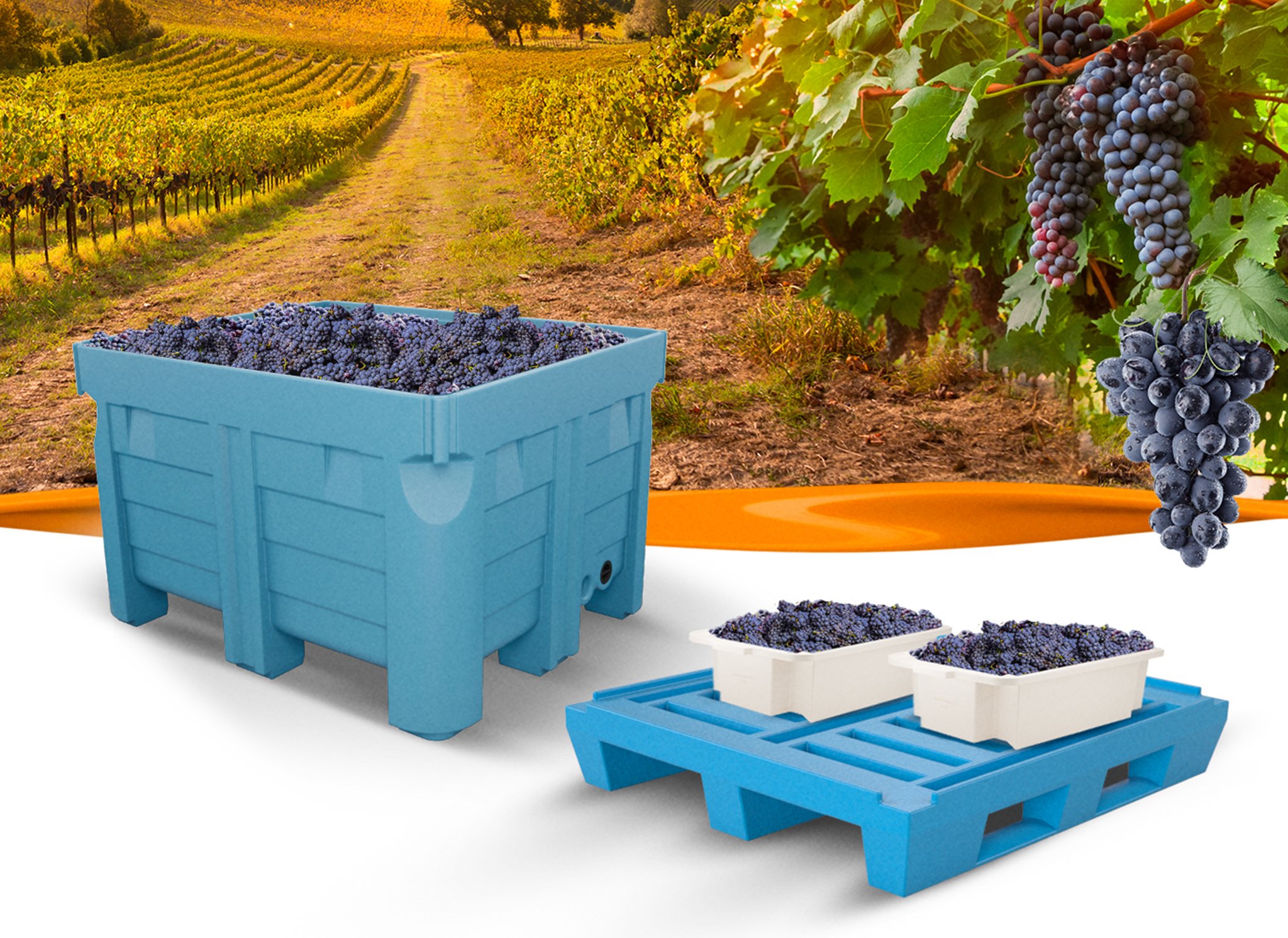 Máximo aproveitamento da colheita de uva: descubra as vantagens dos Contentores Bin 600 e Pallets PL007