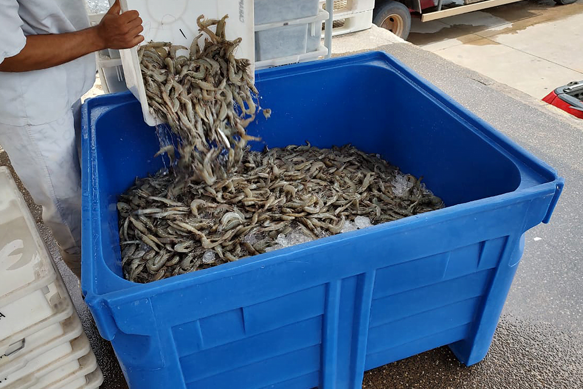 Otimize o transporte dos seus pescados com produtos Tecnotri